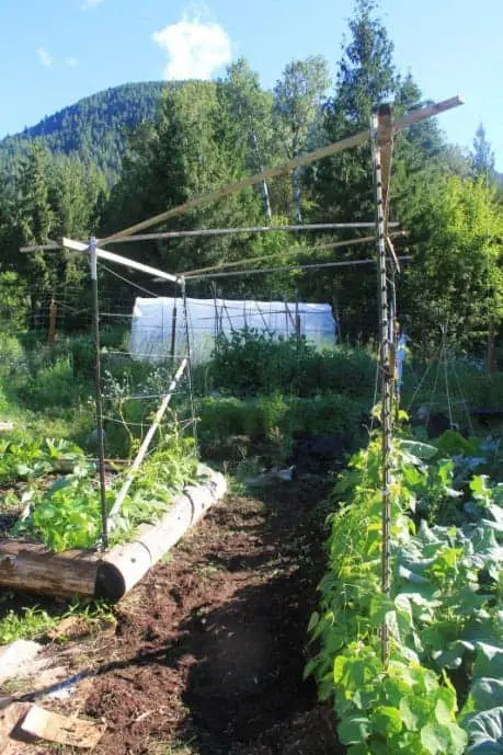 Pole bean tunnel for kids to play under
