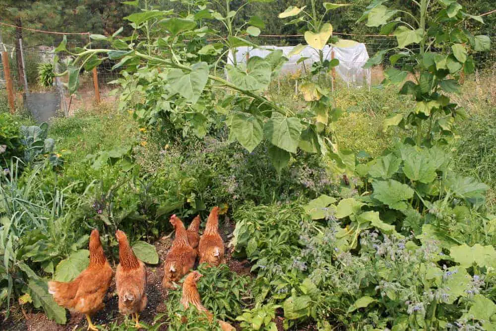 How to Free-Range Your Chickens in the Garden