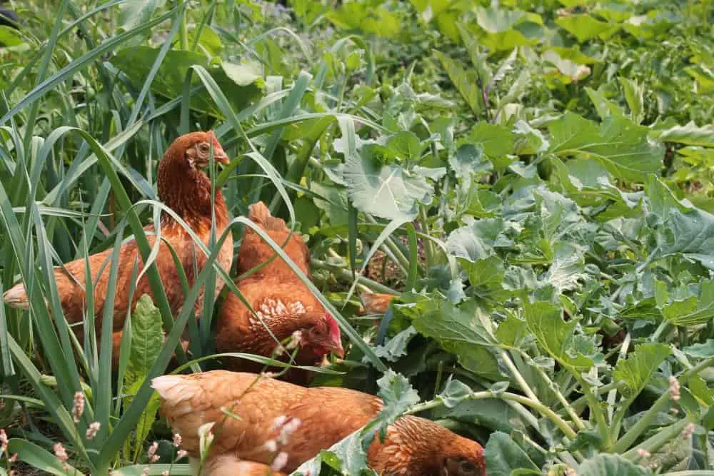 Tips for safely free ranging your chickens