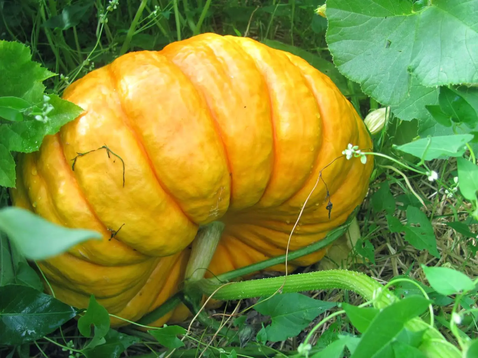 magical pumpkins: rouge vif detamps
