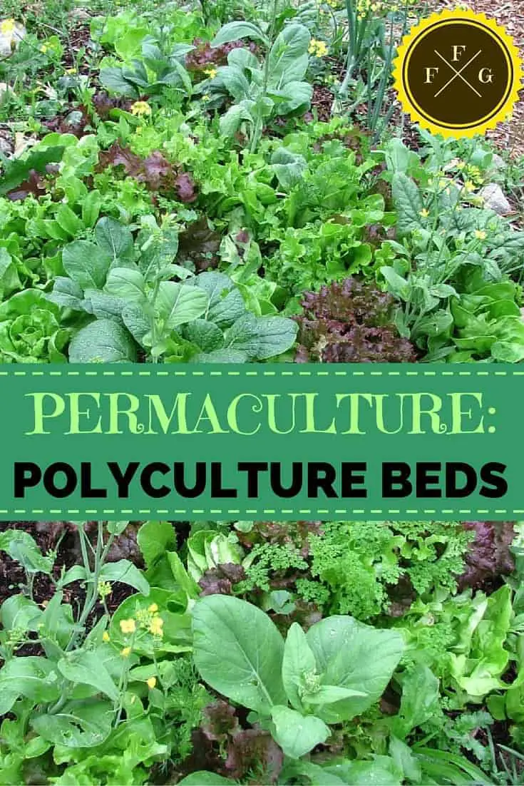 polyculture permaculture gardening