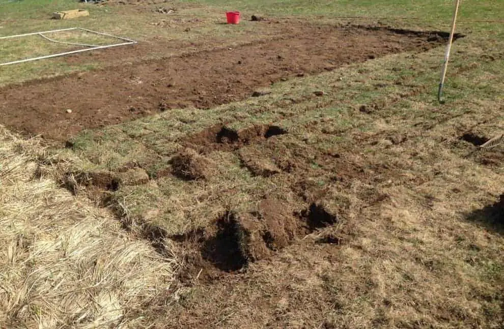 Painful hours digging out grass