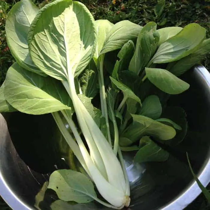 Growing these 5 asian/mustard greens for healthy fast food