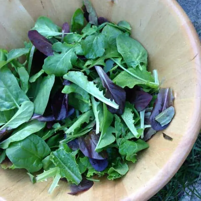 Growing baby greens like mescluns for easy garden salad