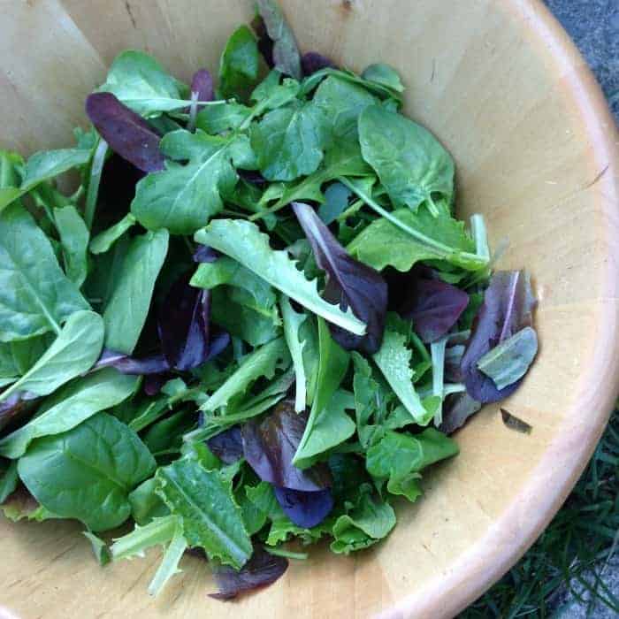 Growing baby greens like mescluns for easy garden salad