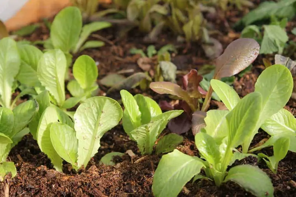 Spacing is important for crops to grow full-sized