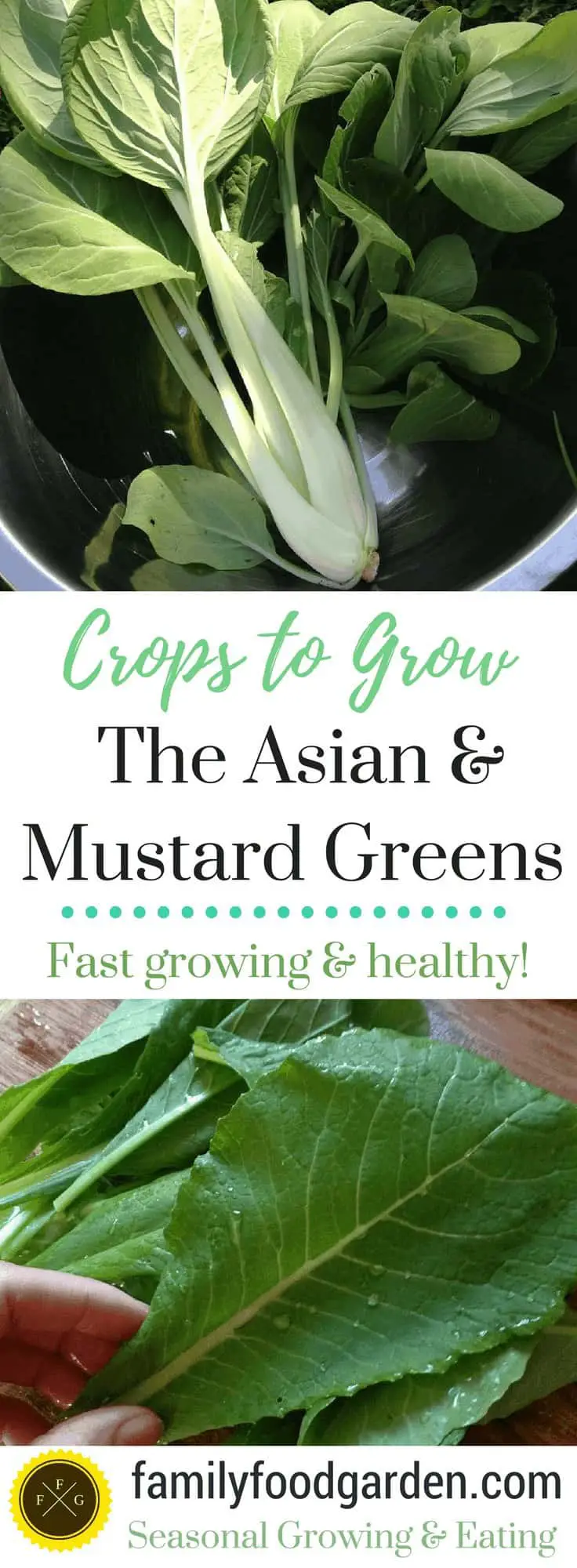 Crops To Grow: The Asian & Mustard Greens