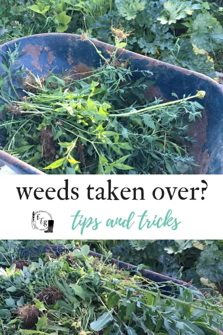 Get rid of weeds in the garden when they've taken over