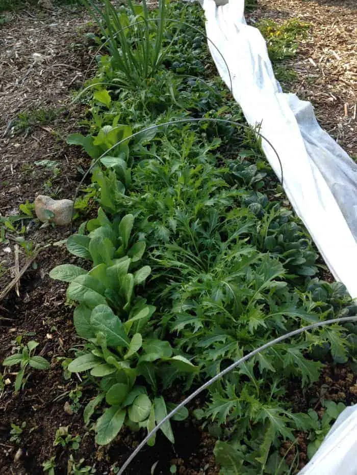 Growing mustard greens