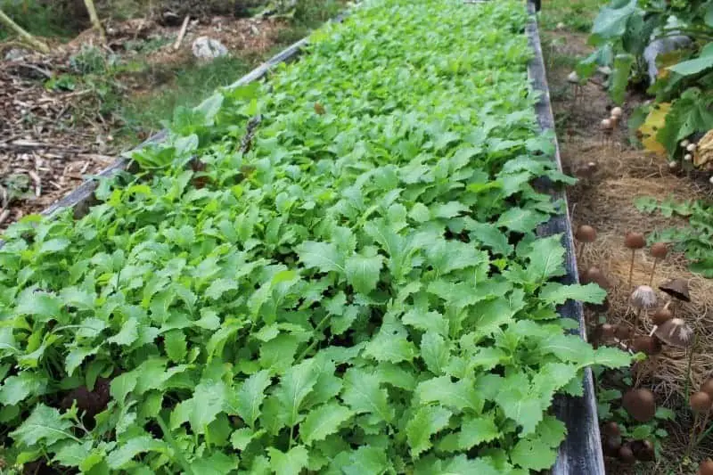 Growing mustard greens cover crops