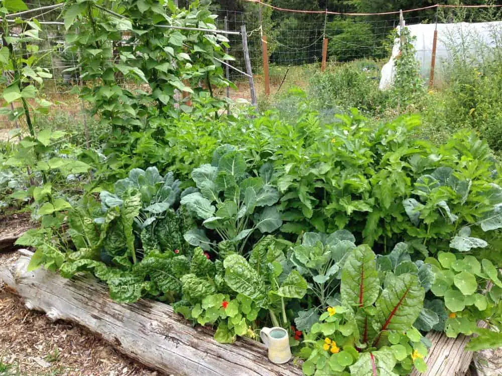 Bountiful Harvests with a High-Yield Vegetable Garden