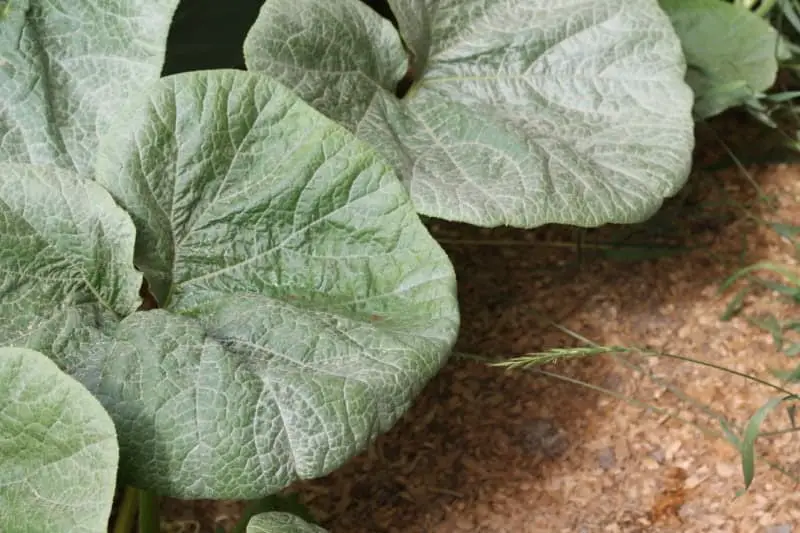 Mulching is one the best ways to prevent garden weeds