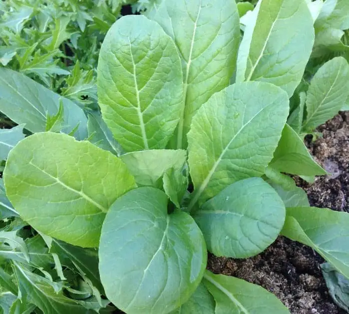 Komatsuna growing easy fast growing crops in the garden