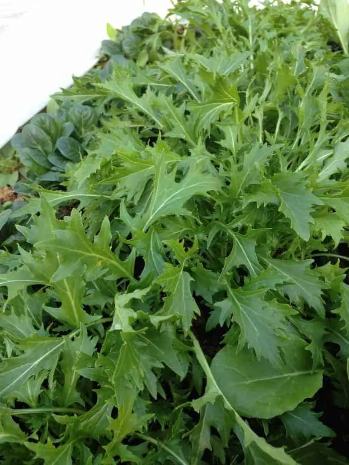 Mizuna- Growing these 5 asian/mustard greens for healthy fast food