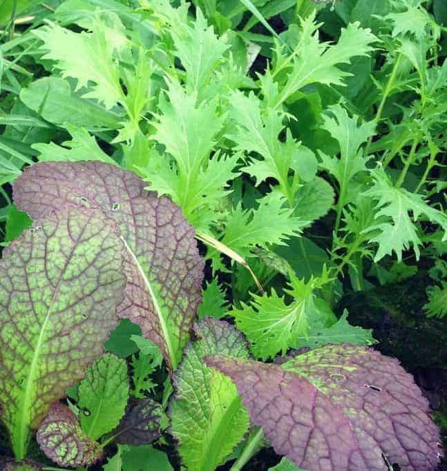 Growing Mustard Greens