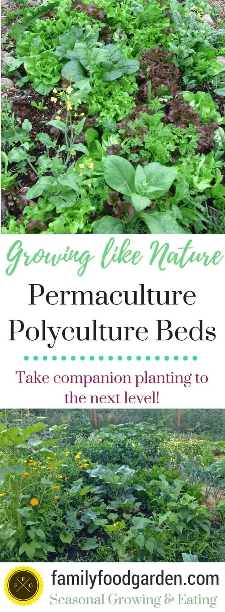 Polyculture permaculture gardening