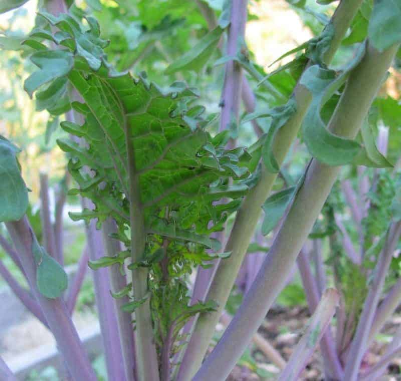 Red Russian Kale