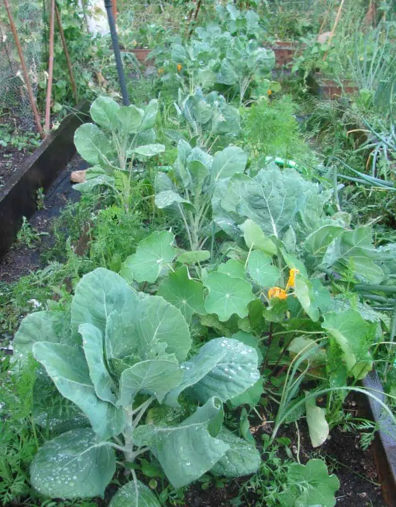 Winter polyculture garden bed example