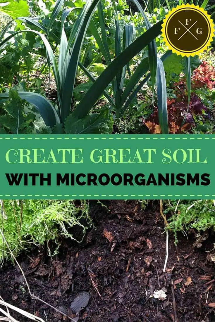 The Importance of Great Soil and Microorganisms in your Garden