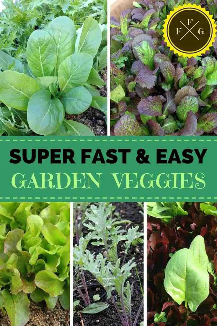 Grow fast and easy veggies to get the most from your garden!