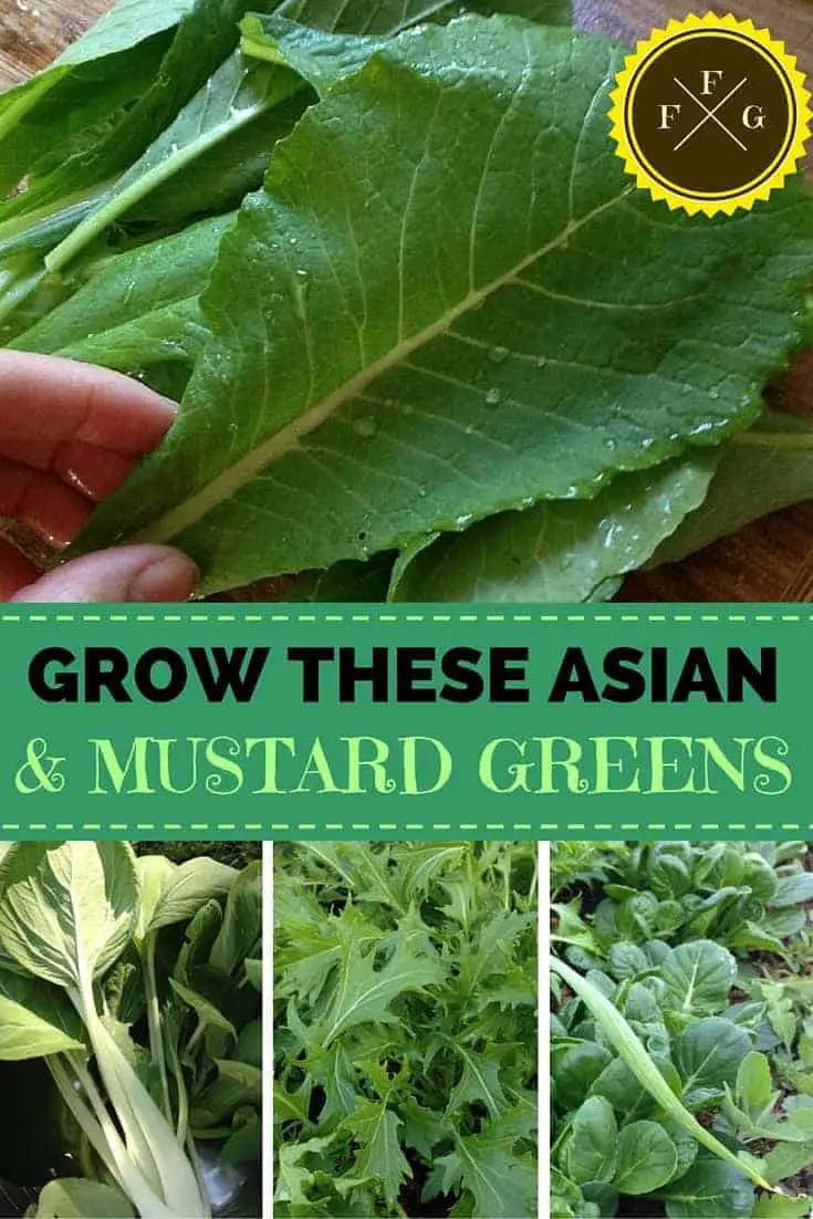 Healthy Fast Food! Grow these 5 asian/mustard greens 