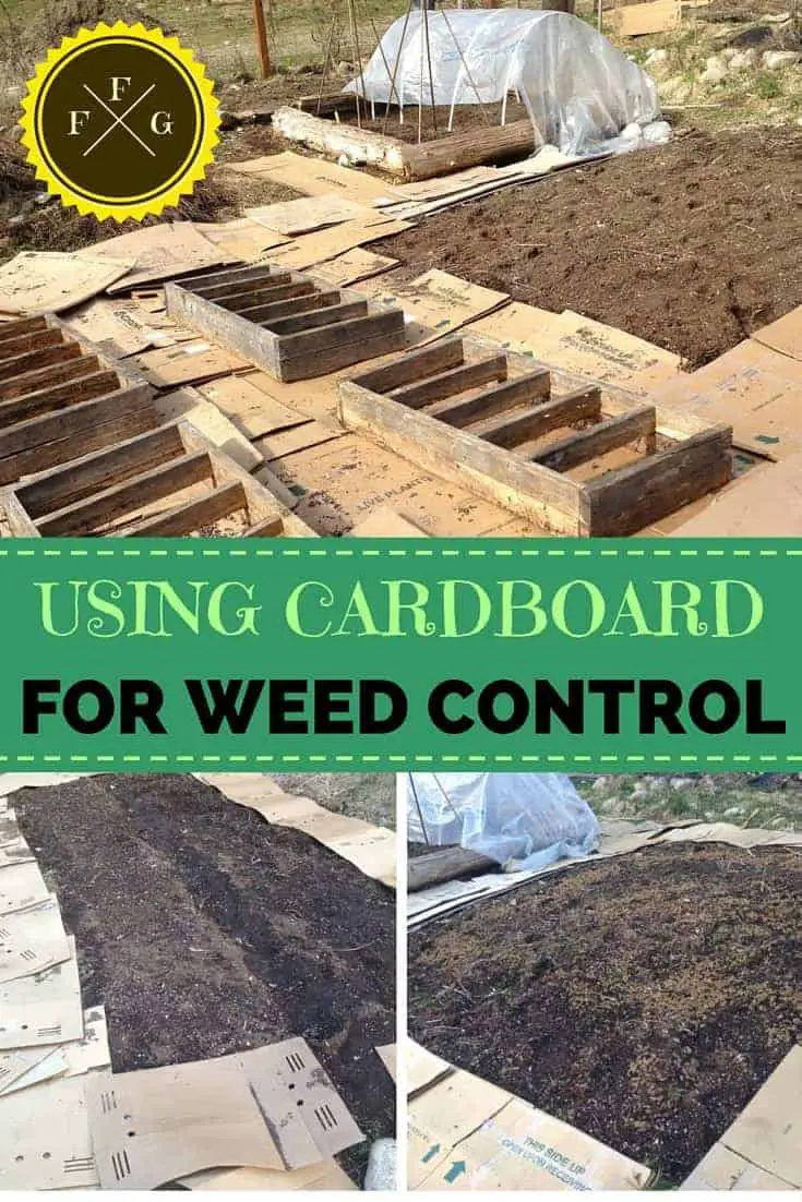 How to suppress weeds in your garden with cardboard