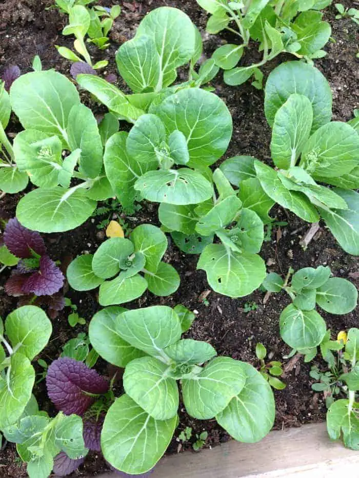 Bolting bok choi