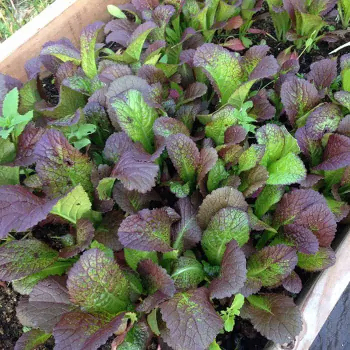 growing mustard greens- baby giant red mustard greens