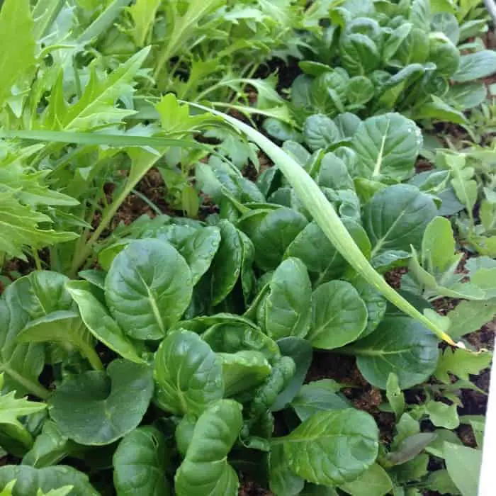 Cold Hardy Crops for the Fall & Winter Vegetable Garden: Tatsoi Mustard Greens