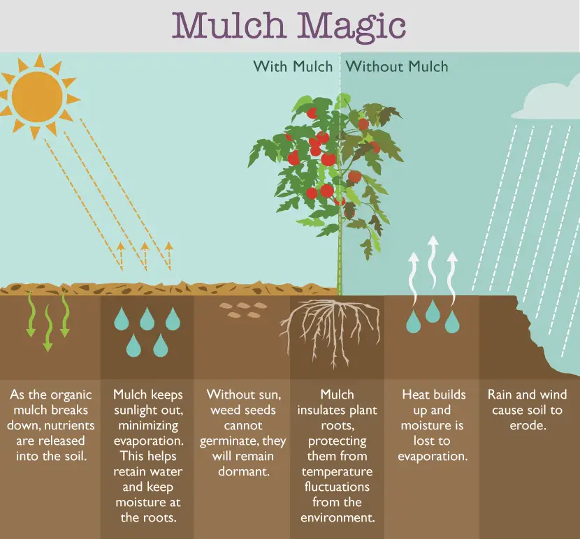 Mulch Magic: Garden Mulch Benefits