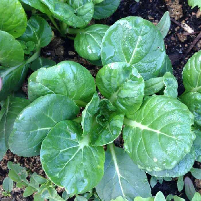 tatsoi- Growing these 5 asian/mustard greens for healthy fast food