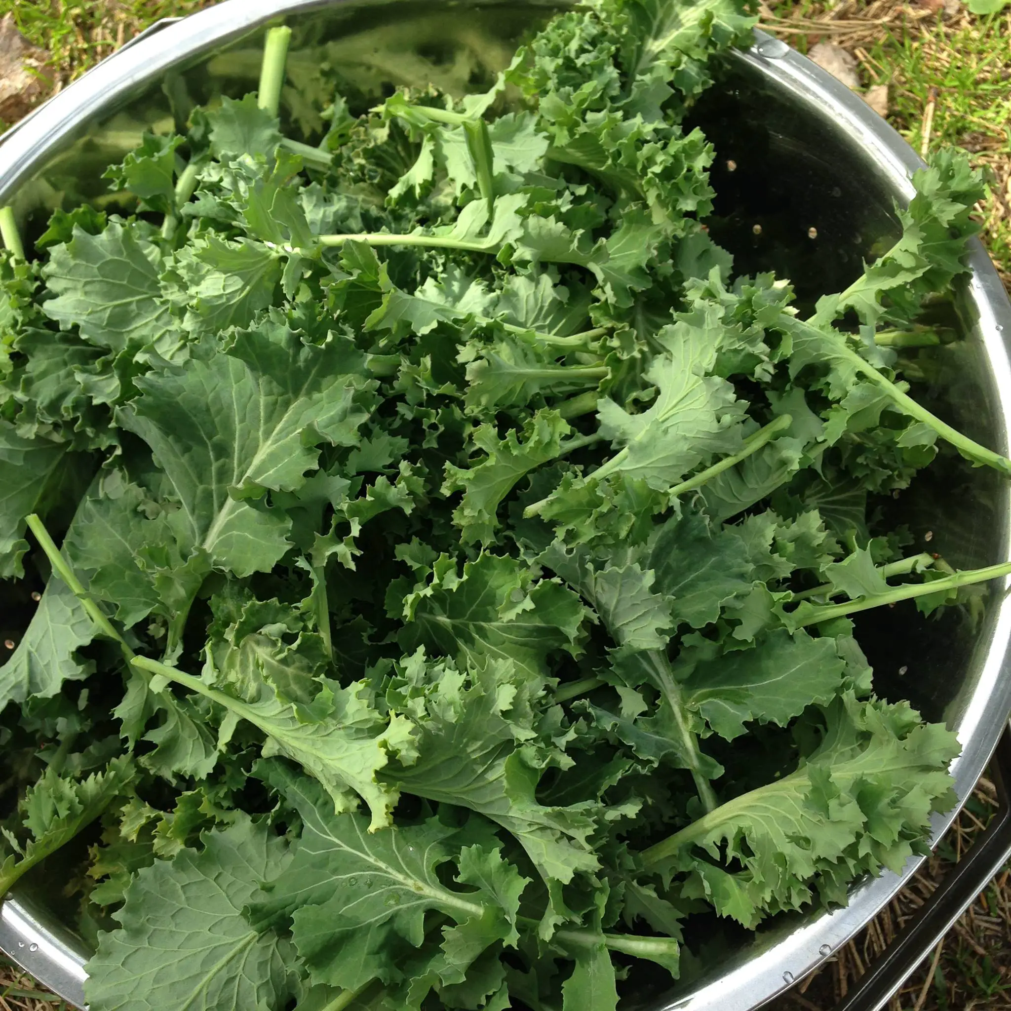 overwintering veggies is a great way to get more from your spring garden