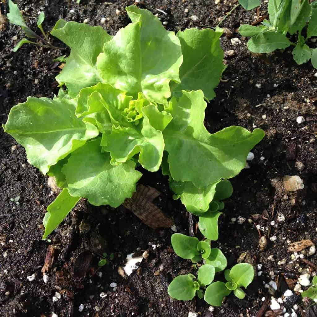 Overwintering cold hardy lettuce (winter density) for an early spring harvest