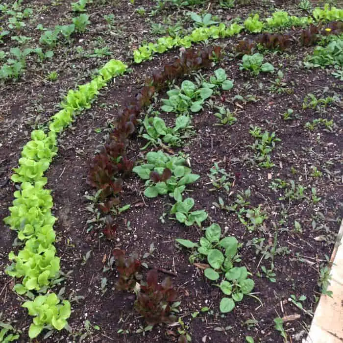 Rainbow shaped garden salad bed