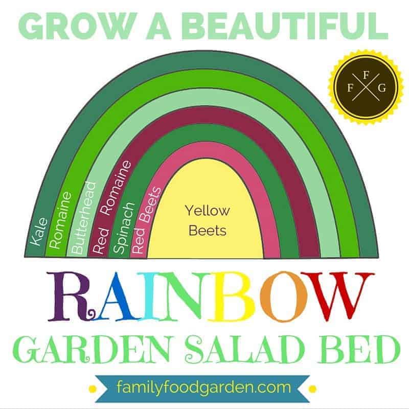 Grow a beautiful rainbow garden salad bed!