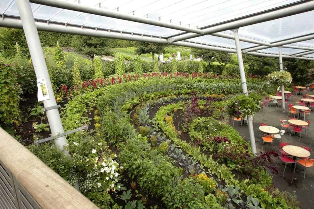 Beautiful edible landscaping with a rainbow garden bed 