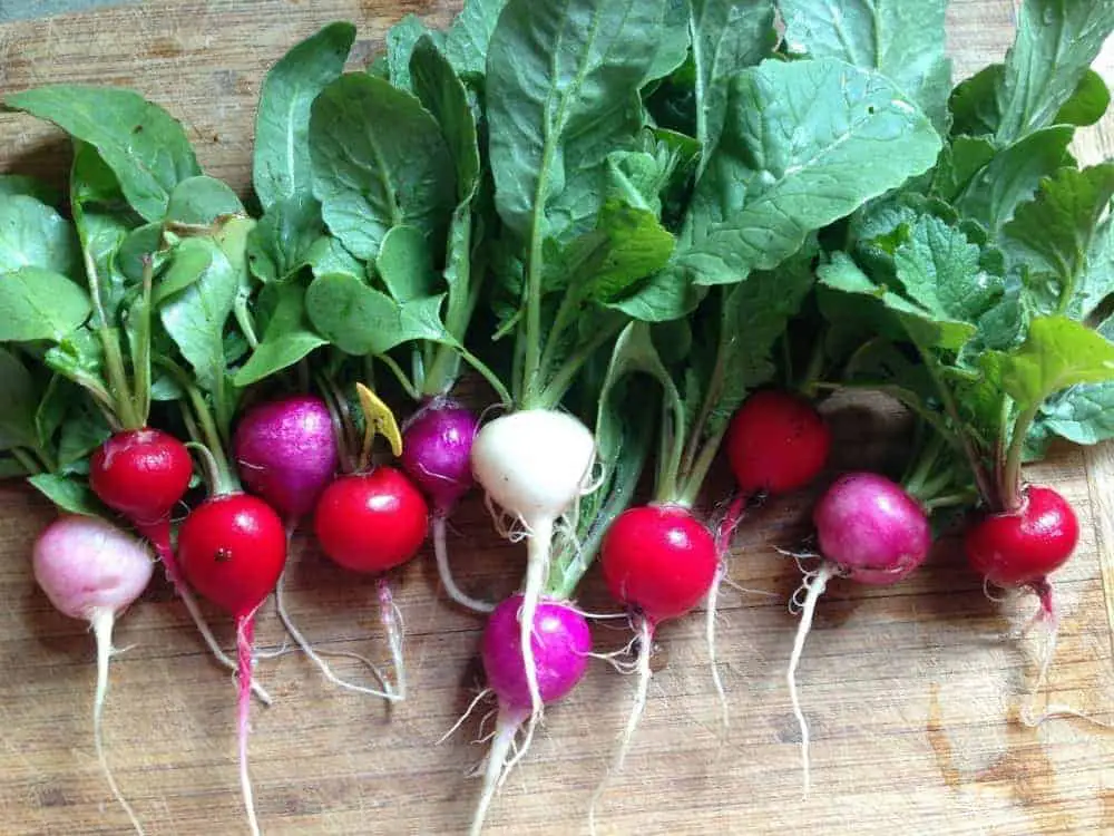 Radishes are ready in 30 days and can sauteed if you don't like them raw!