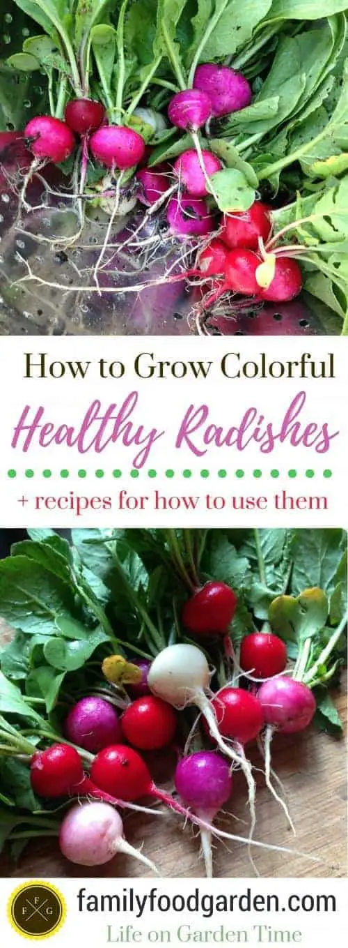 Growing radishes