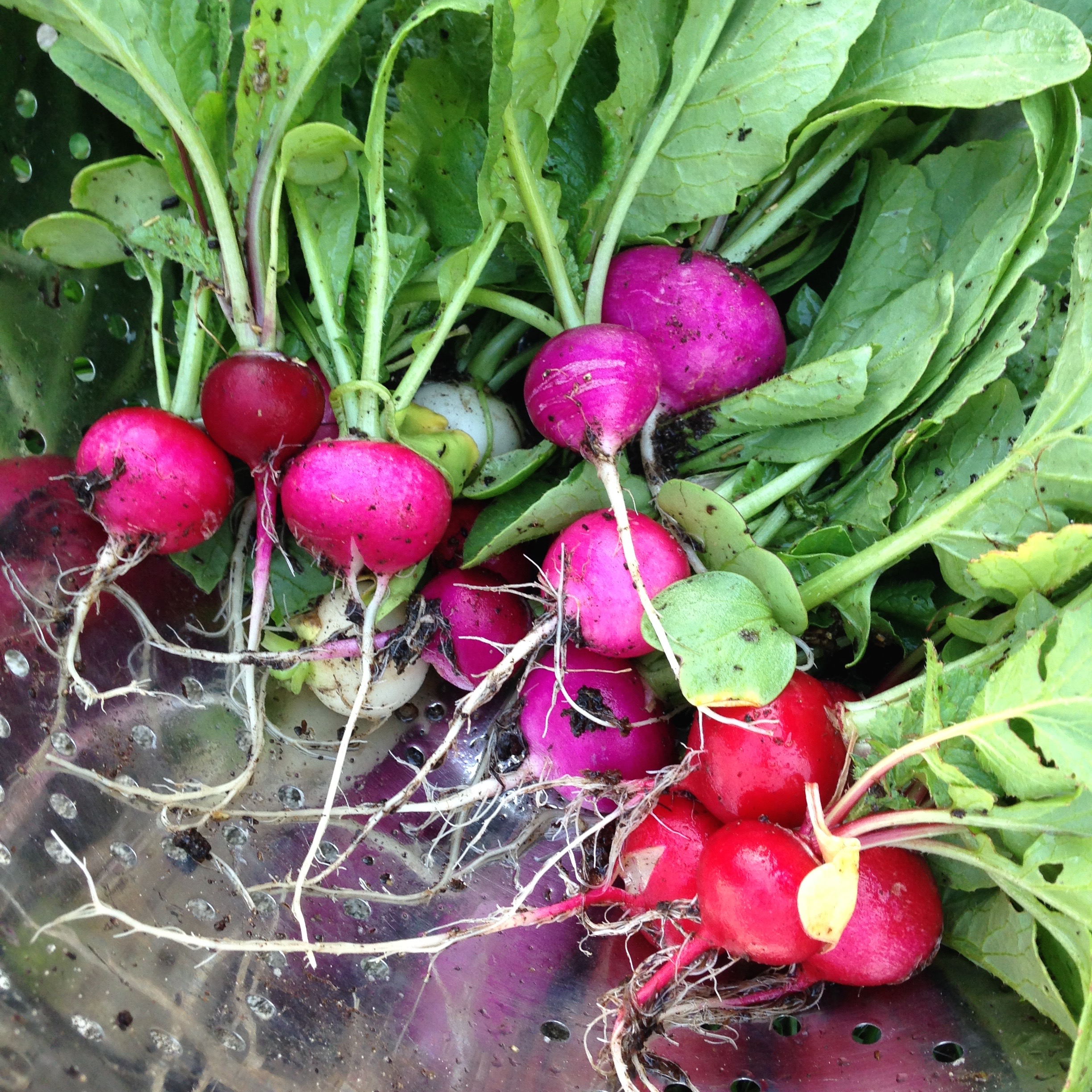 How to Grow Radishes + Radish Recipes