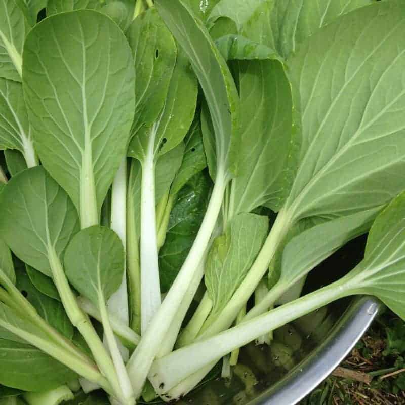 Bok Choi