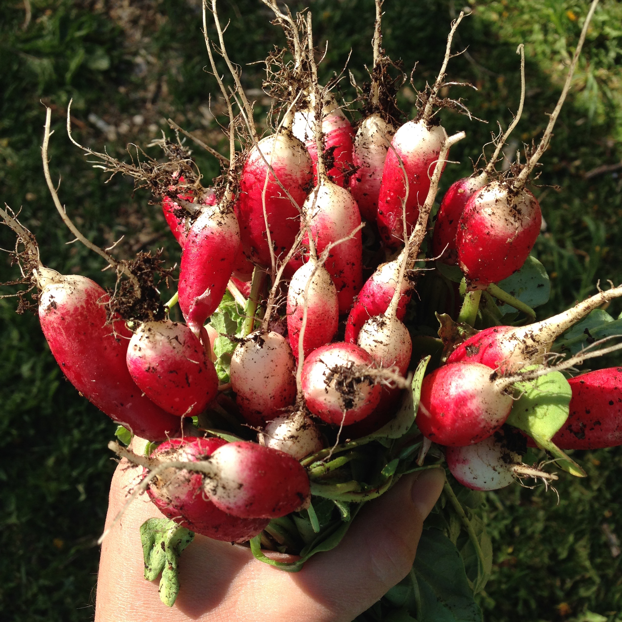 French Breakfast Radishes- How to grow + radish recipes