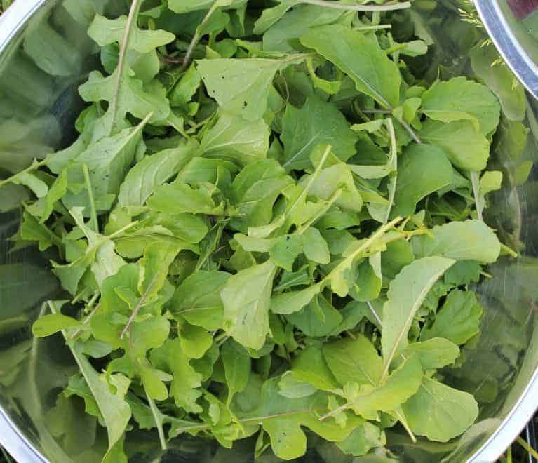 Cold Hardy Crops for the Fall & Winter Vegetable Garden