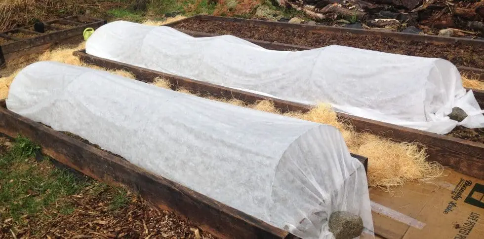 Shade cloth hoop tunnels for cauliflowers