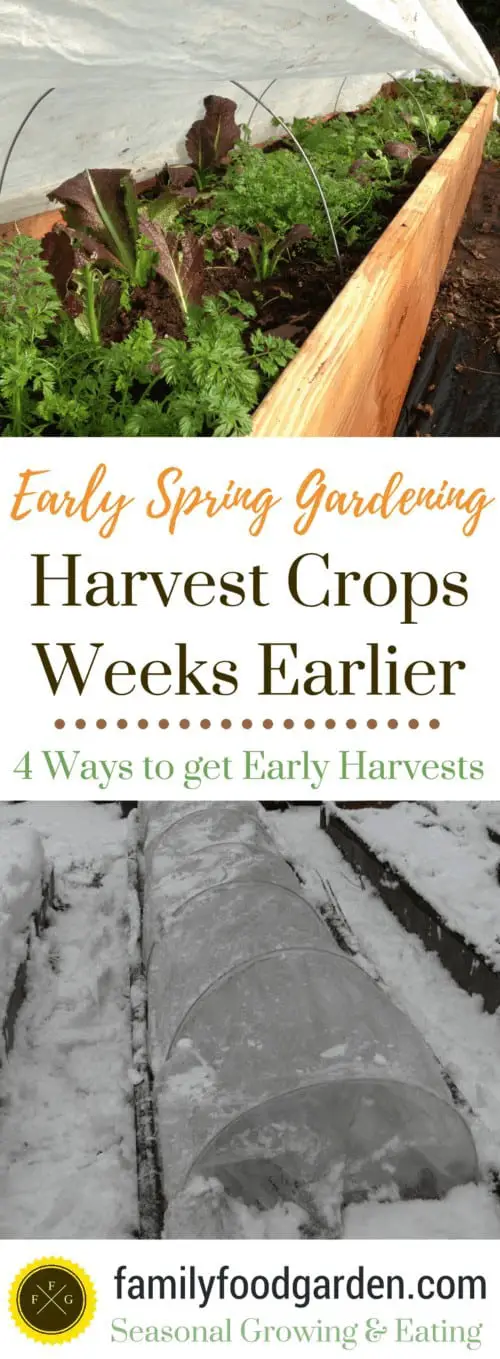 Spring Gardening to get Early Spring Harvests 