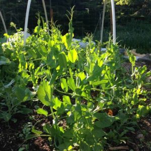 Early spring planting of bush peas