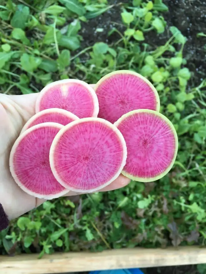 Watermelon radishes are stunning! Learn how to grow colorful radishes