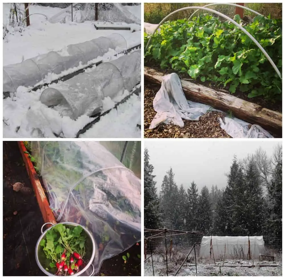 How to Plant your Fall & Winter Garden: Vegetables for the Cold