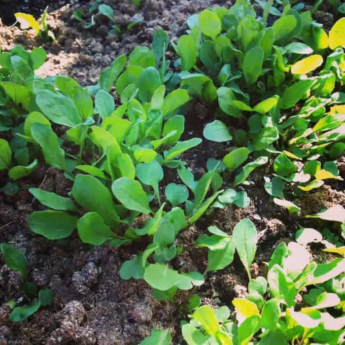 How to Triple your Harvest of Fresh Greens