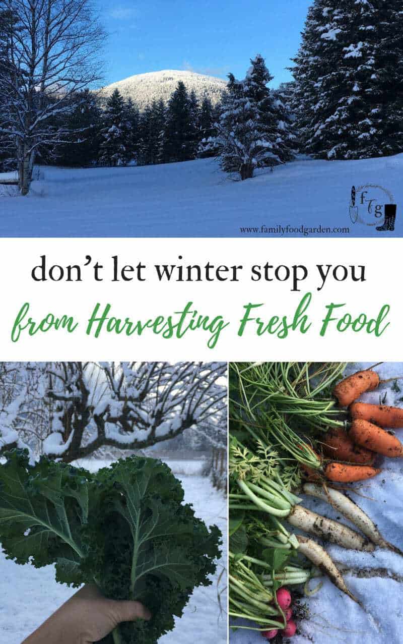 Winter harvests using unheated season extenders