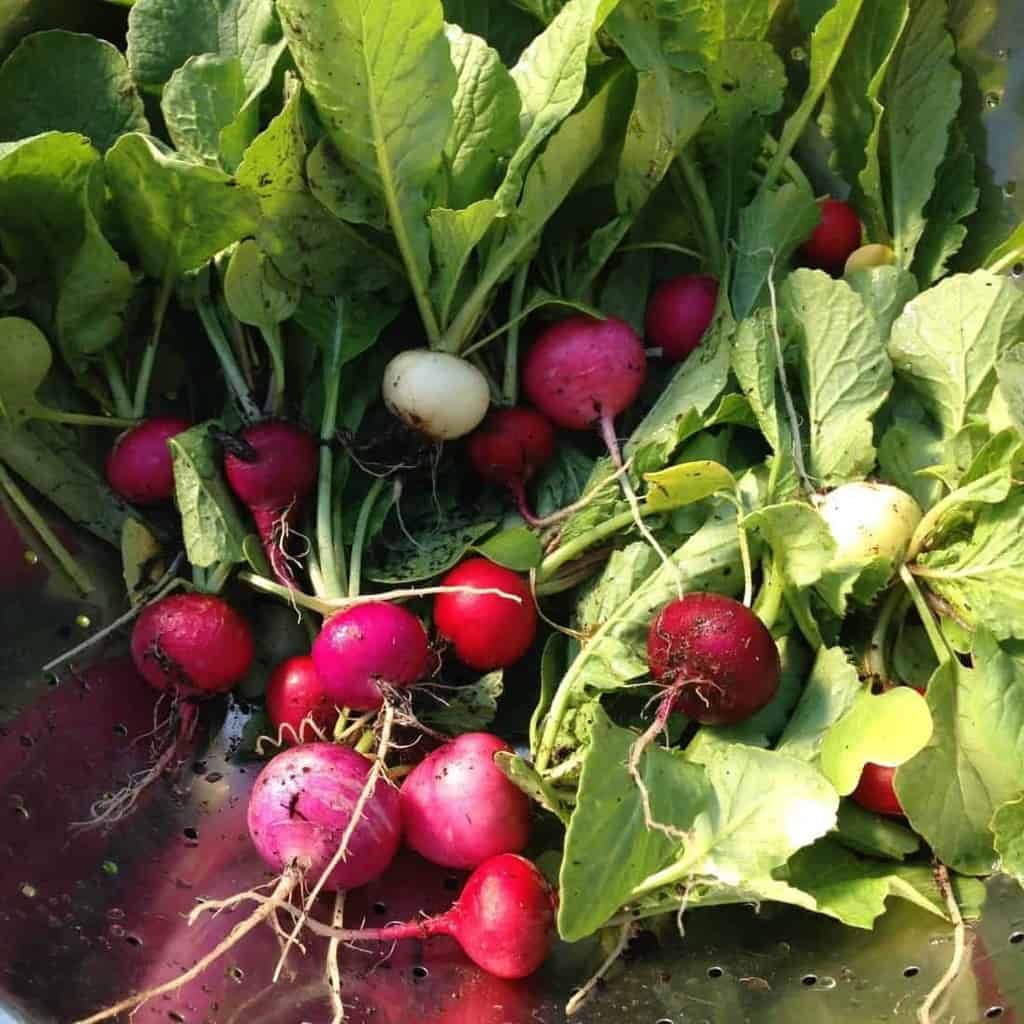 'Easter Egg' radishes